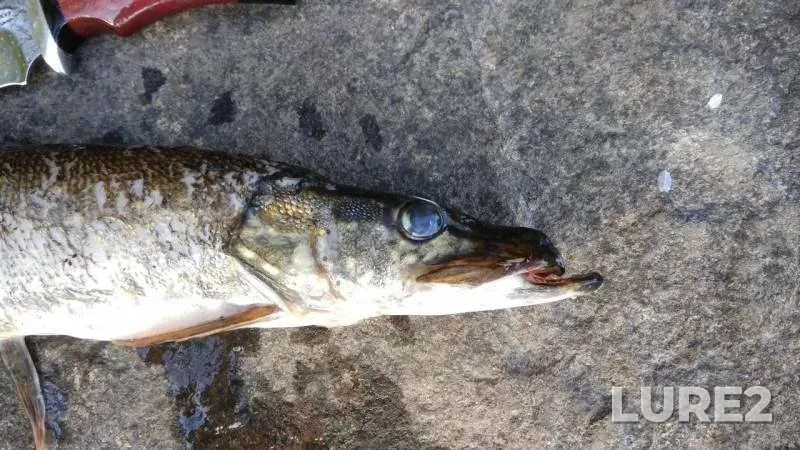 Pike — Leningradskaya oblast, Priozerskiy rayon, Sep 07, 2019