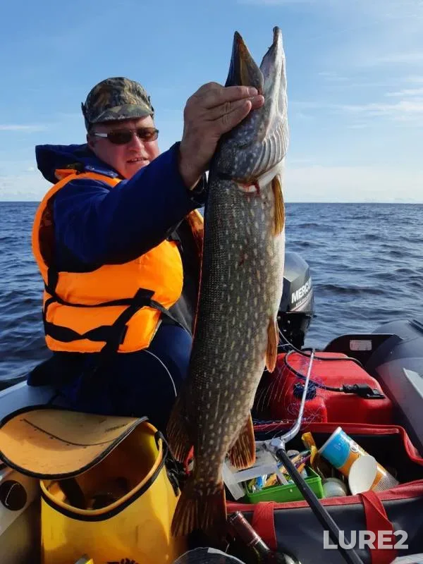 Pike — Leningradskaya oblast, Volkhovskiy rayon, Sep 08, 2019