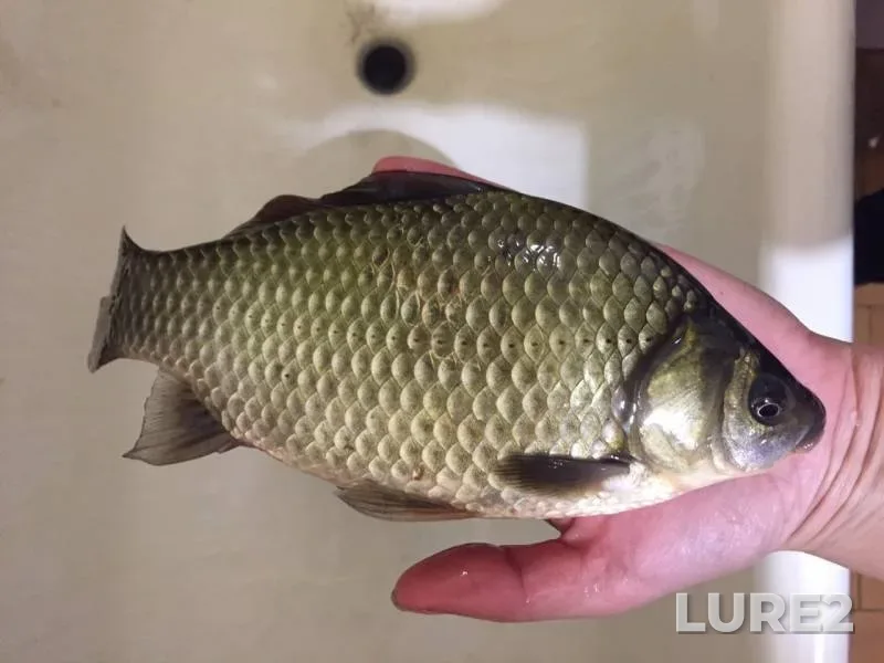 Crucian carp — Kuzminka, Sep 08, 2019