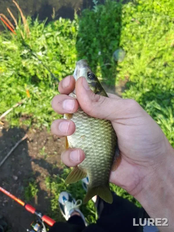 Crucian carp, Perch — Dudergofskiy kanal, Sep 10, 2019