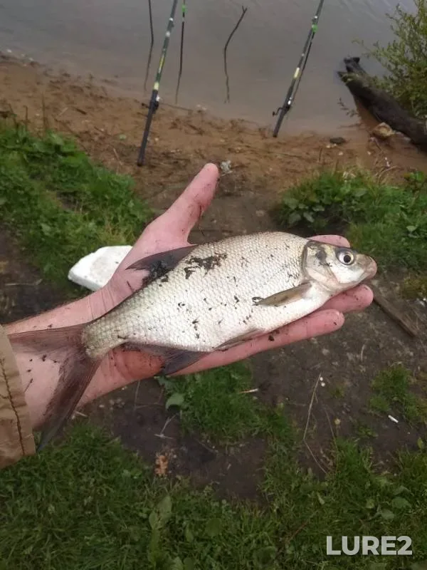 Bream — Kurgolovskoye, Sep 11, 2019