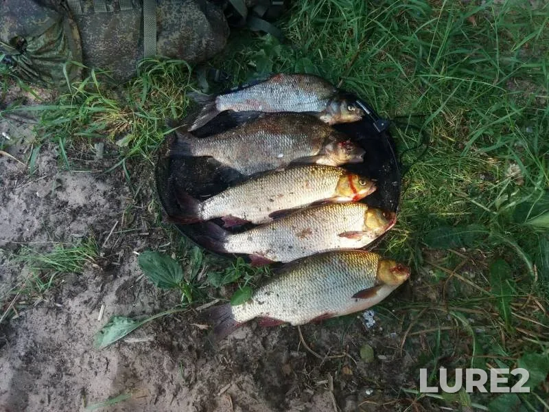 Bream, Ide — Losevskiy porog, Sep 12, 2019