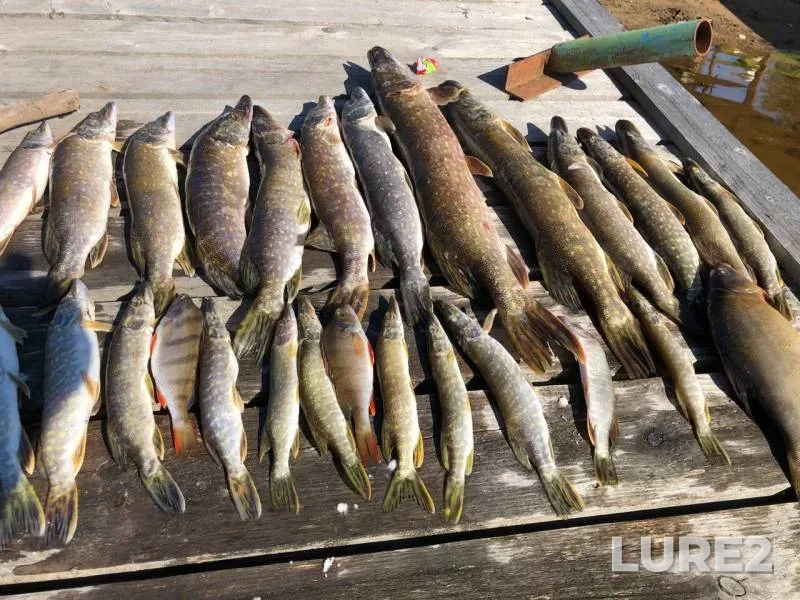 Perch, Pike — Staroladozhskiy kanal, Sep 14, 2019