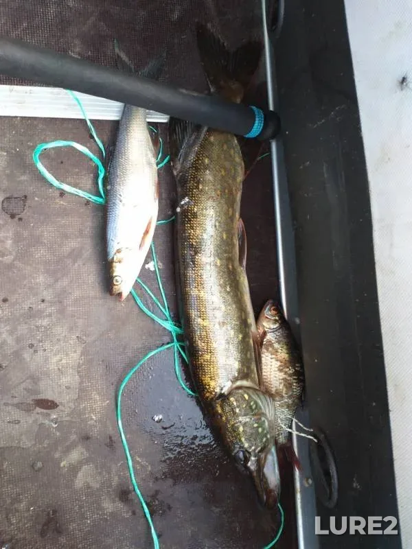 Pike, Roach — Shelon, Sep 12, 2019