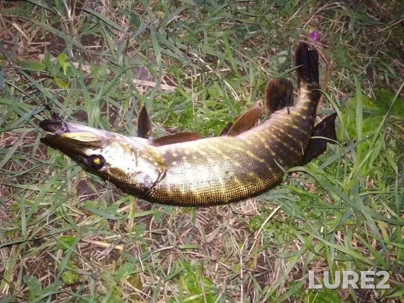 Pike — Ivanovka, Sep 14, 2019