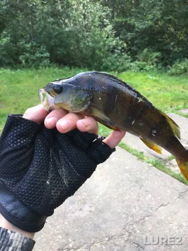 Perch — Sinyavinskoye, Aug 13, 2019