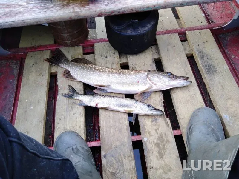 Pike — Vuoksa, Sep 17, 2019