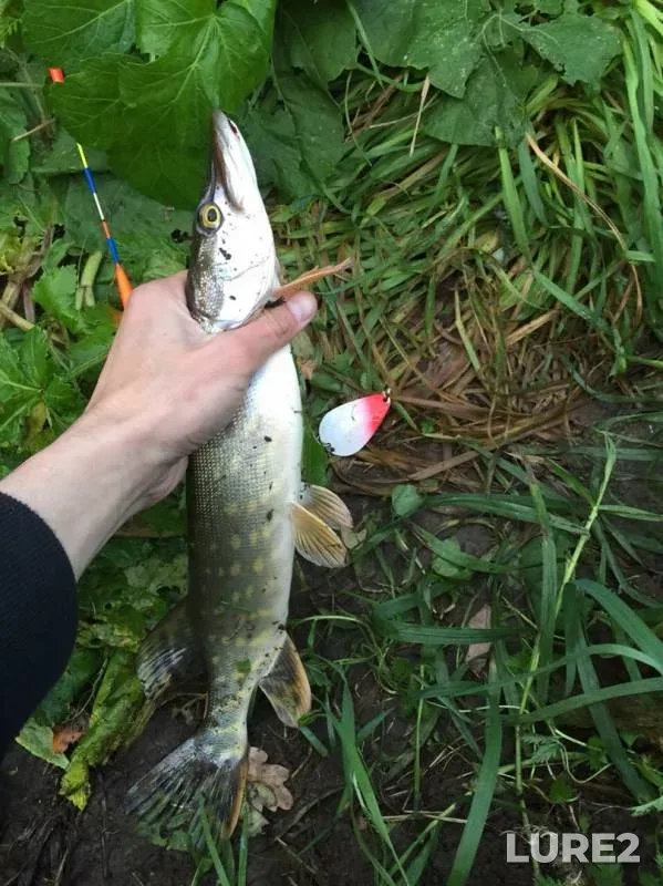 Pike — Dudergofka, Sep 19, 2019