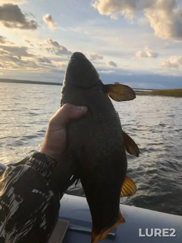 Tench — Leningradskaya oblast, Vyborgskiy rayon, Sep 21, 2019