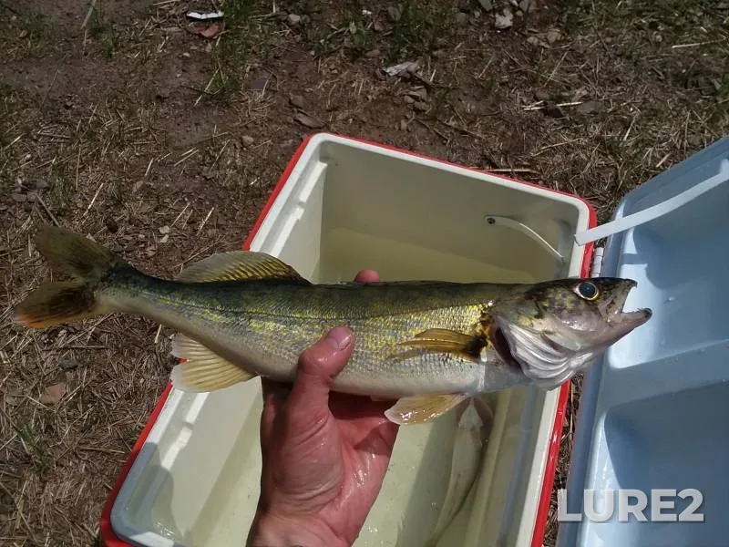 Walleye — Dumbbell Lake, Apr 08, 2018