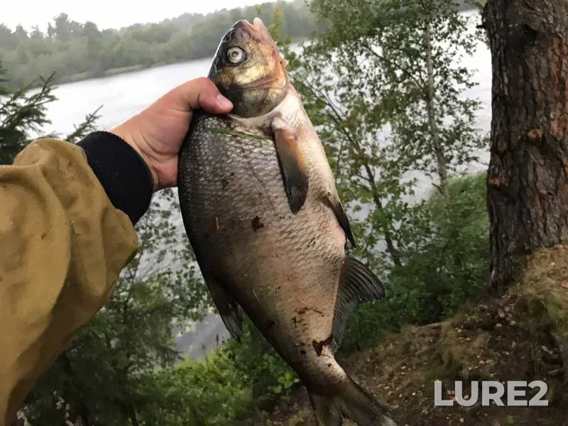 Bream — Luga, Sep 30, 2019
