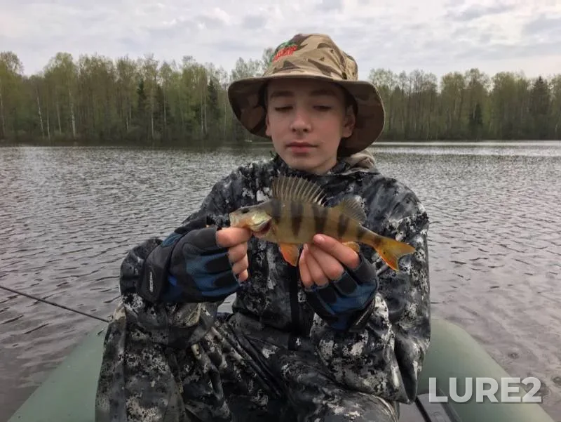 Perch — Sinyavinskoye, Jul 14, 2019
