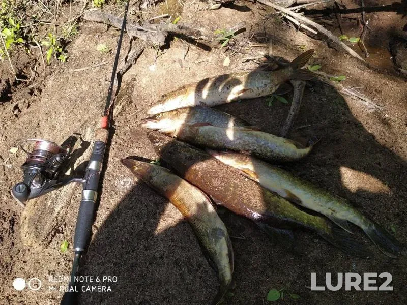Pike — Naziya, Jul 03, 2019