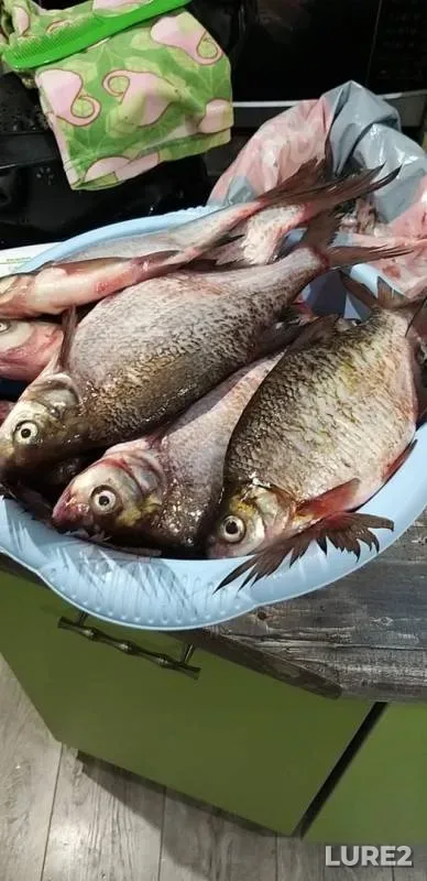 Bream — Volkhov, Oct 14, 2019