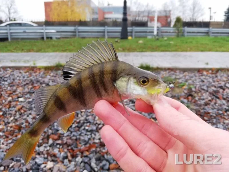Perch — Srednyaya Nevka, Oct 28, 2019