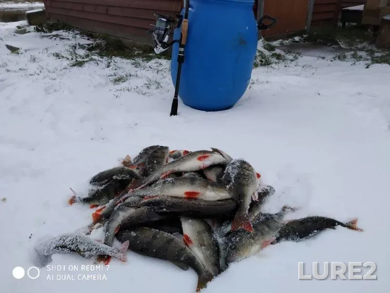 Perch — Kosopasha, Nov 02, 2019