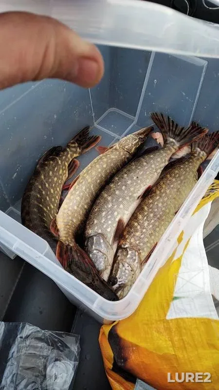 Pike — Leningradskaya oblast, Priozerskiy rayon, Oct 30, 2019