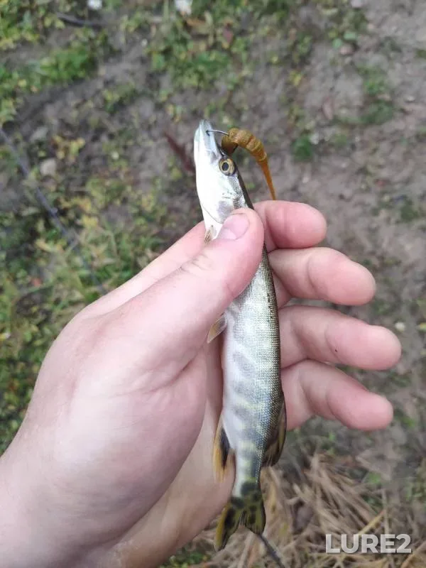 Perch, Pike — Kuzminka, Oct 21, 2019