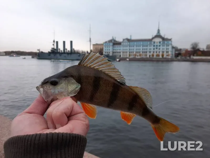 Perch — Neva, Oct 17, 2019
