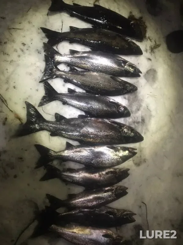 Pike — Segozero, Nov 07, 2019