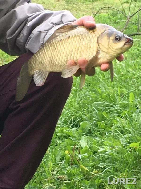 Crucian carp — Leningradskaya oblast, Nov 17, 2019