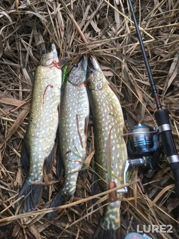 Crucian carp, Pike — Krasnodarskiy kray, Slavyanskiy rayon, Oct 31, 2018