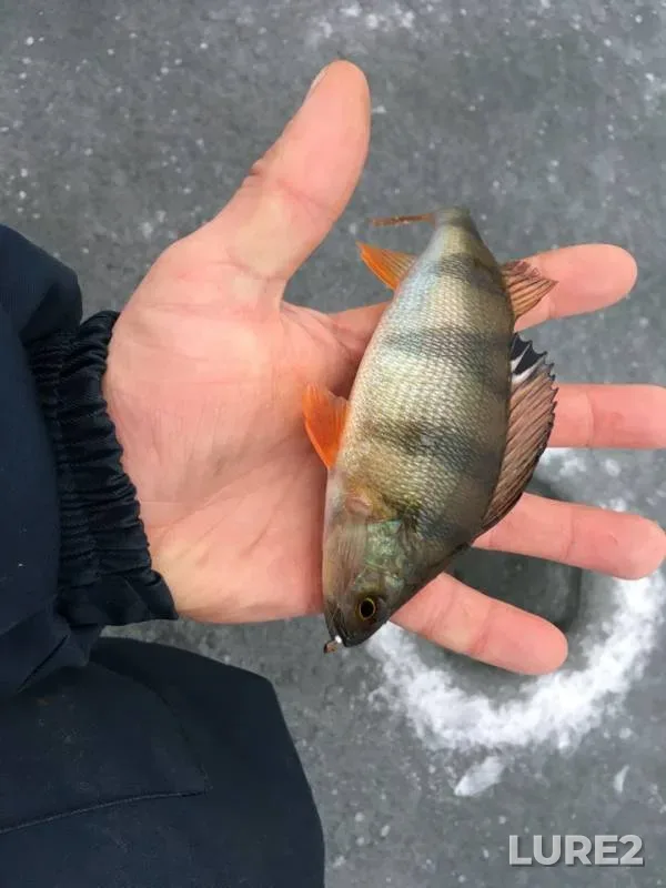 Perch — Moskovskaya oblast, Nov 24, 2018