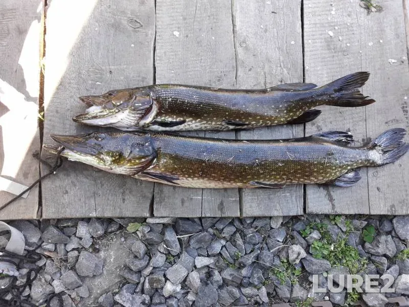 Pike — Lupolambina, Jul 02, 2018
