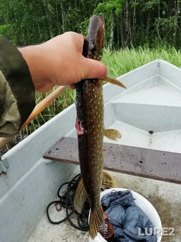 Pike — Gomselga, Jul 08, 2018