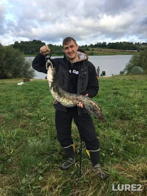 Wels catfish — Volkhov, Sep 04, 2018