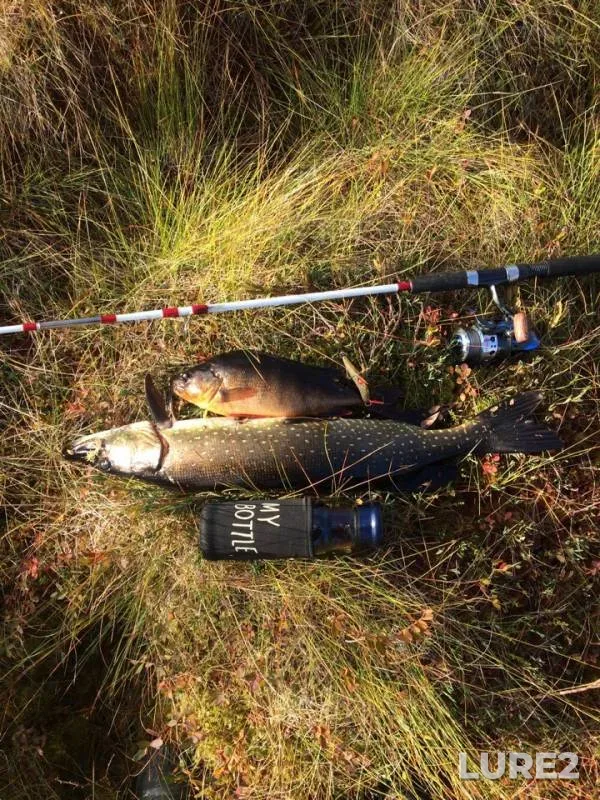 Perch, Pike — Respublika Kareliya, Belomorskiy munitsipalnyy okrug, Sep 26, 2018