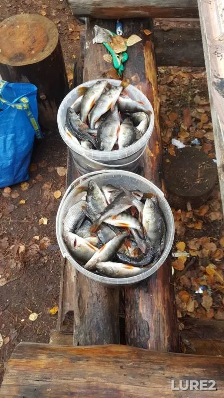 Perch — Laypa, Oct 14, 2018