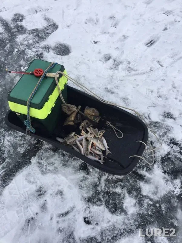 Perch — Pigayarvi, Dec 01, 2018