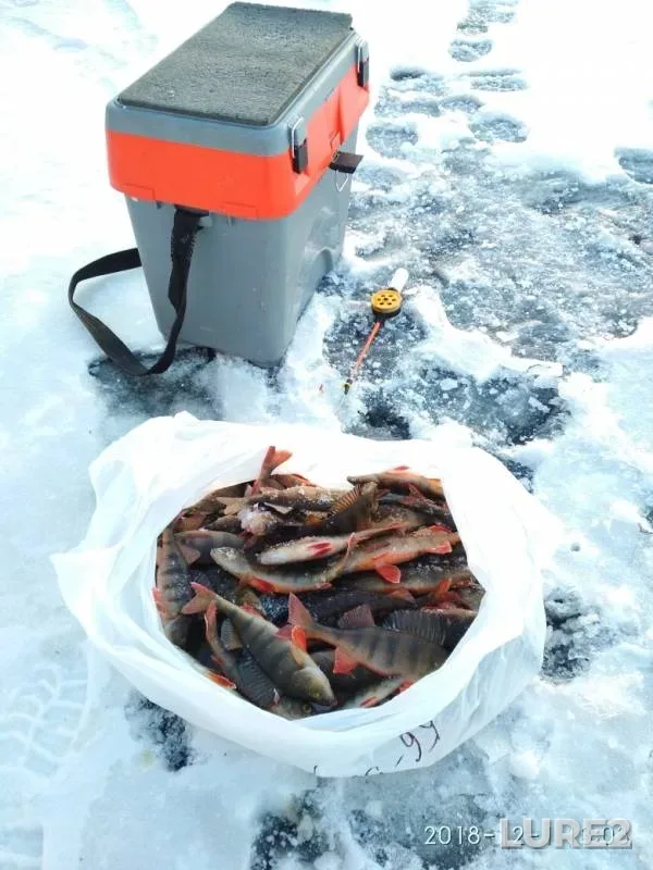 Perch — Bolshoye Lambi, Dec 01, 2018