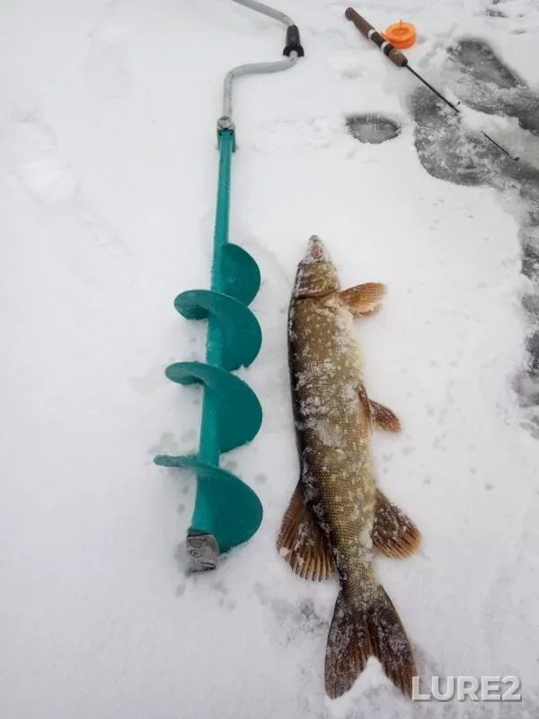 Perch, Pike — Kashtomozero, Dec 04, 2018