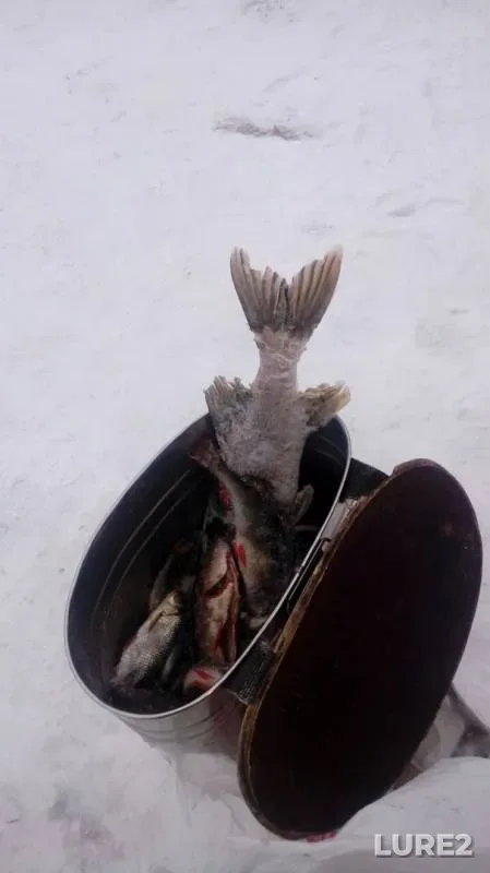 Perch, Pike — Respublika Kareliya, Medvezhyegorskiy rayon, Dec 14, 2018