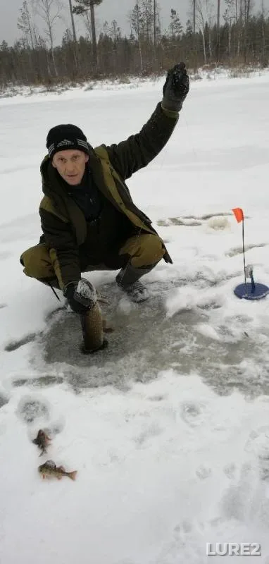 Burbot, Perch — Leppalampi, Dec 19, 2018