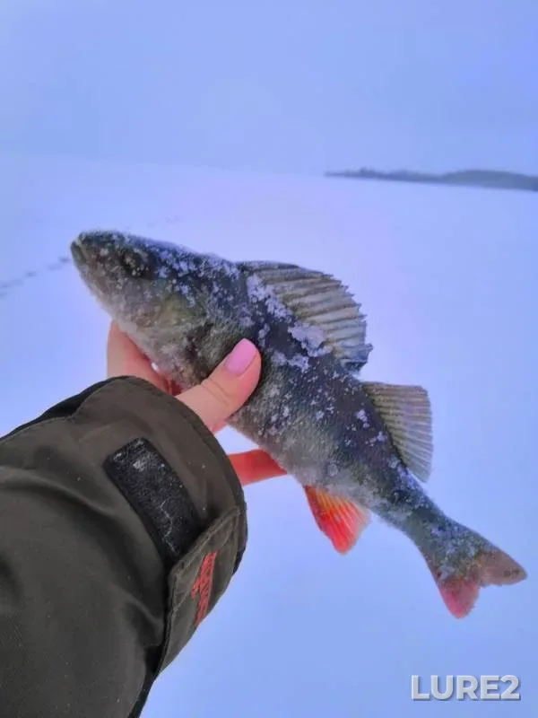 Perch — Respublika Kareliya, Medvezhyegorskiy rayon, Jan 04, 2019
