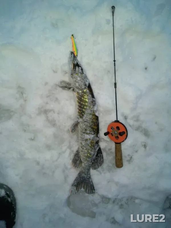 Pike — Respublika Kareliya, Sortavalskiy rayon, Jan 19, 2019