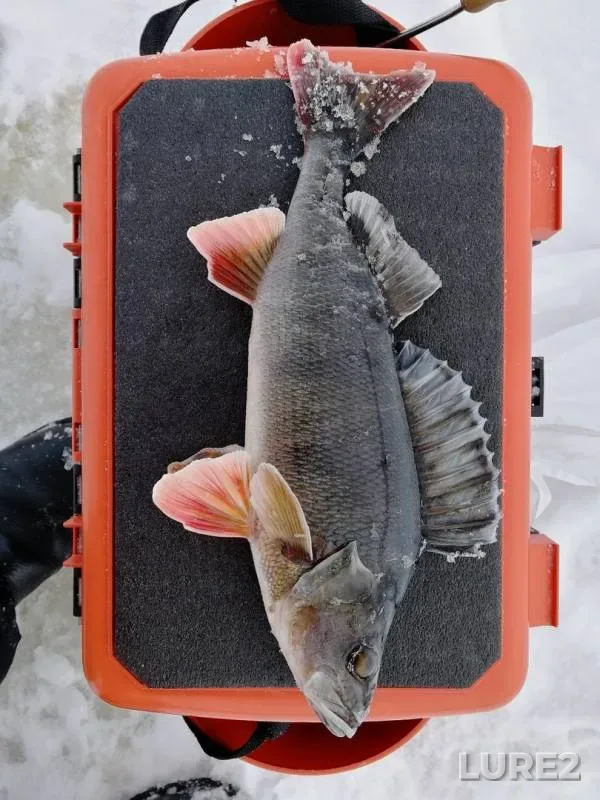 Perch — Respublika Kareliya, Kondopozhskiy rayon, Jan 26, 2019