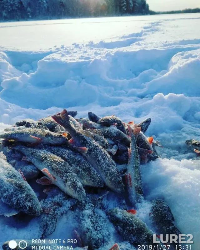 Perch — Khervilampi, Jan 28, 2019