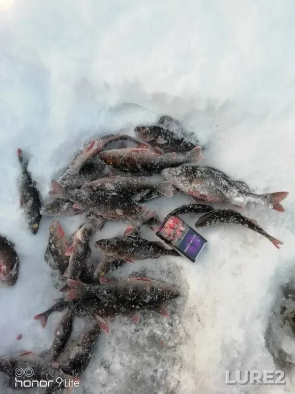 Perch — Respublika Kareliya, Segezhskiy munitsipalnyy okrug, Feb 01, 2019