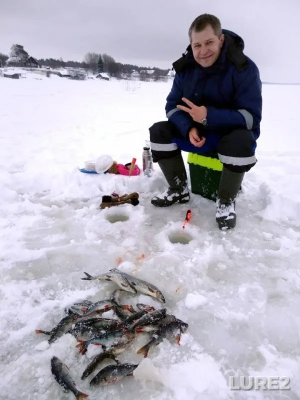 Perch — Respublika Kareliya, Prionezhskiy rayon, Feb 01, 2019