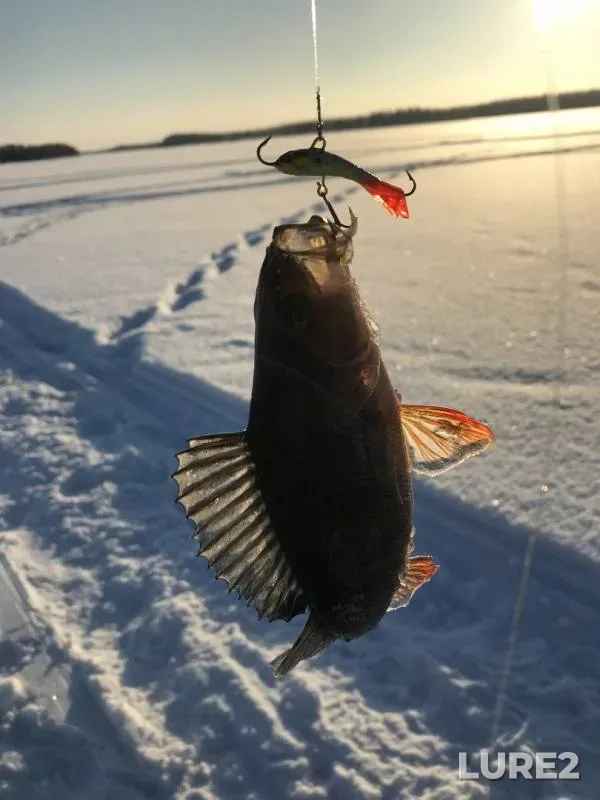 Perch — Vygozero, Feb 02, 2019