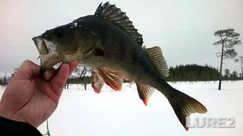 Perch — Palokorzhnaya, Feb 16, 2019