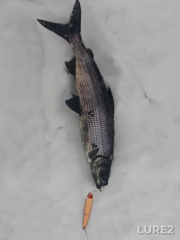 Perch — Leningradskaya oblast, Podporozhskiy rayon, Feb 25, 2019