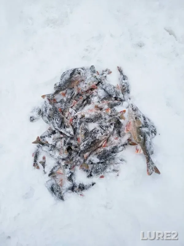Perch — Respublika Kareliya, Suoyarvskiy munitsipalnyy okrug, Mar 04, 2019