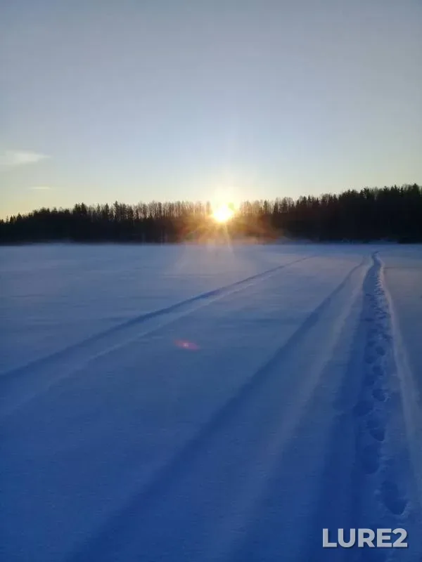 Burbot — Kutchozero, Mar 14, 2019