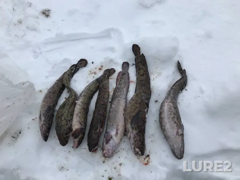 Burbot — Respublika Kareliya, Prionezhskiy rayon, Mar 17, 2019