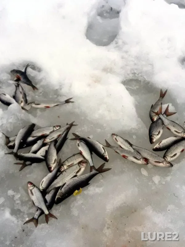 Burbot, Roach — Zolootstoynik, Mar 19, 2019